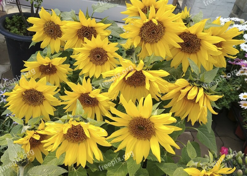 Sunflower Flowers Summer Yellow Splendor