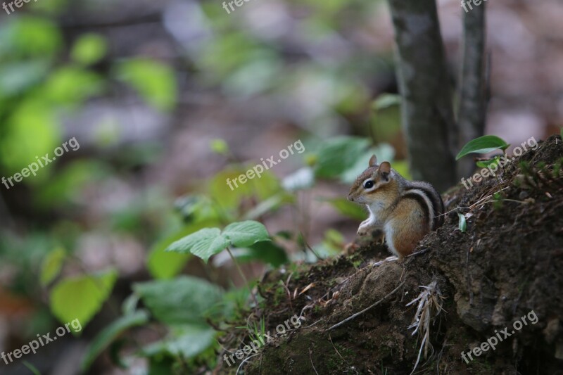 Nature Tree Chipmunk Woods Free Photos