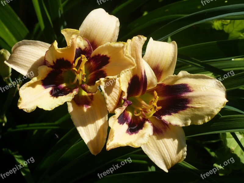 Daylilies Colors Summer Garden Green