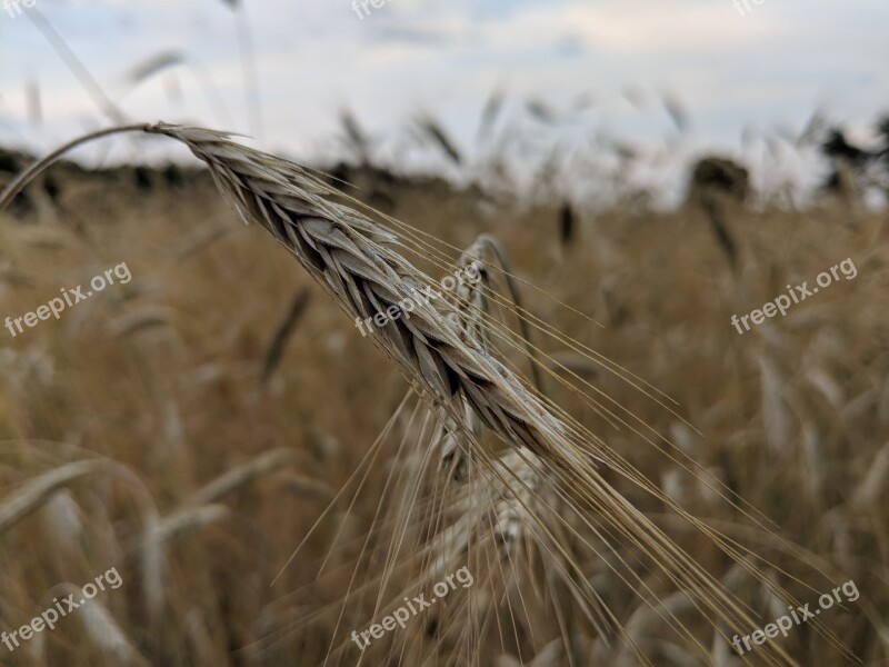 Corn Kłos Field Agriculture Harvest