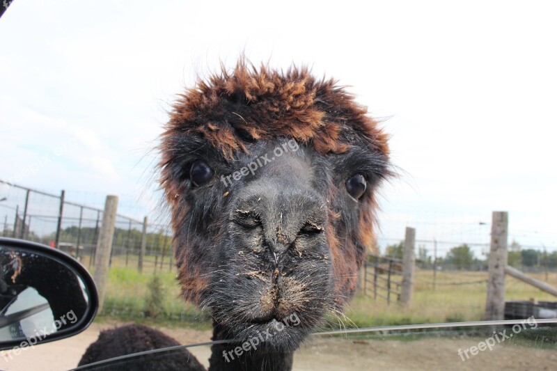 Llama Animal Car Zoo Free Photos