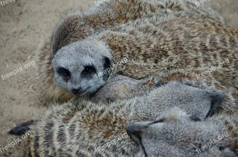 Meerkat Zoo Animals Mammal Nature