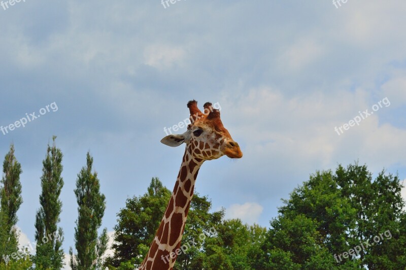 Giraffe Zoo Animals Africa Safari