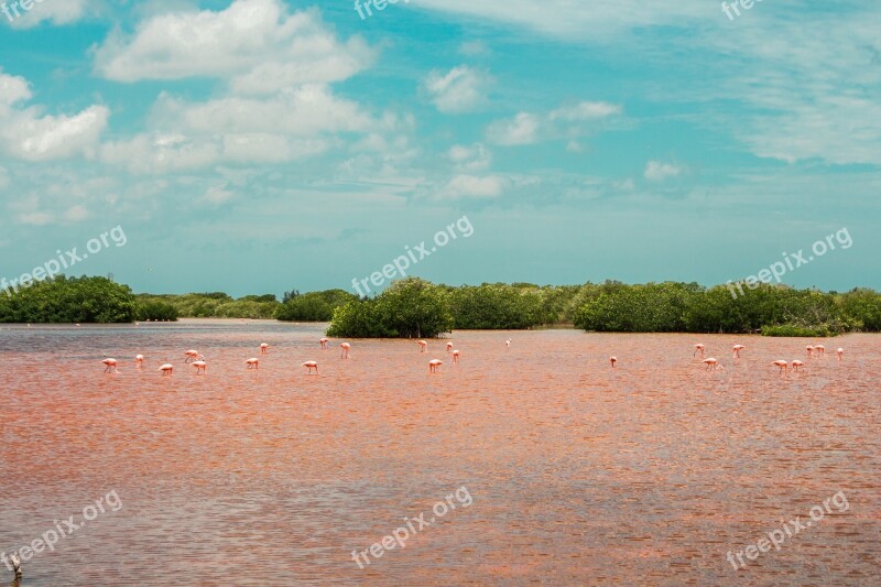 Nature Flamingo Mangrove Swamp Wild Life Pink Water