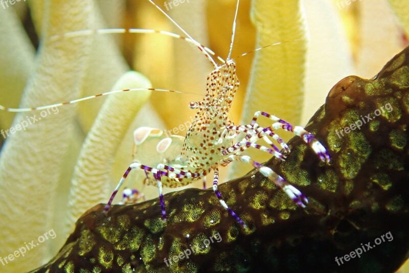 Banded Coral Cleaner Shrimp Underwater