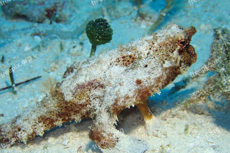 Fish Underwater Marine Caribbean Rock Fish