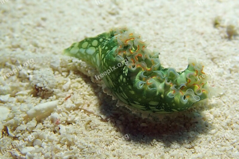 Nudibranch Underwater Marine Caribbean Free Photos