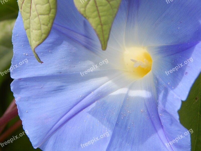 Morning Glory Flower Blossom Bloom Blue