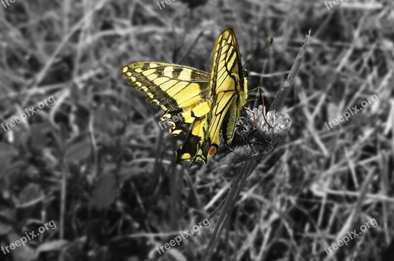 Butterfly Dovetail Insect Close Up Animal