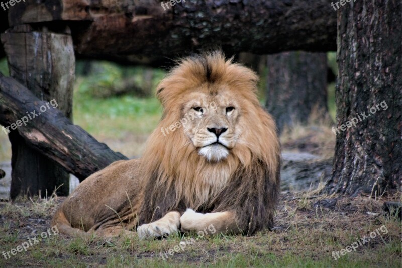 Lion Close Up Animal World Predator Cat