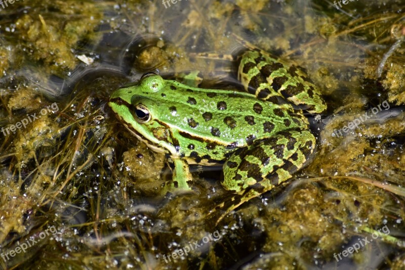 Frog Amphibians Green Free Photos