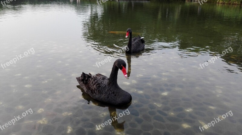 Black Swan Birds Animal Free Photos