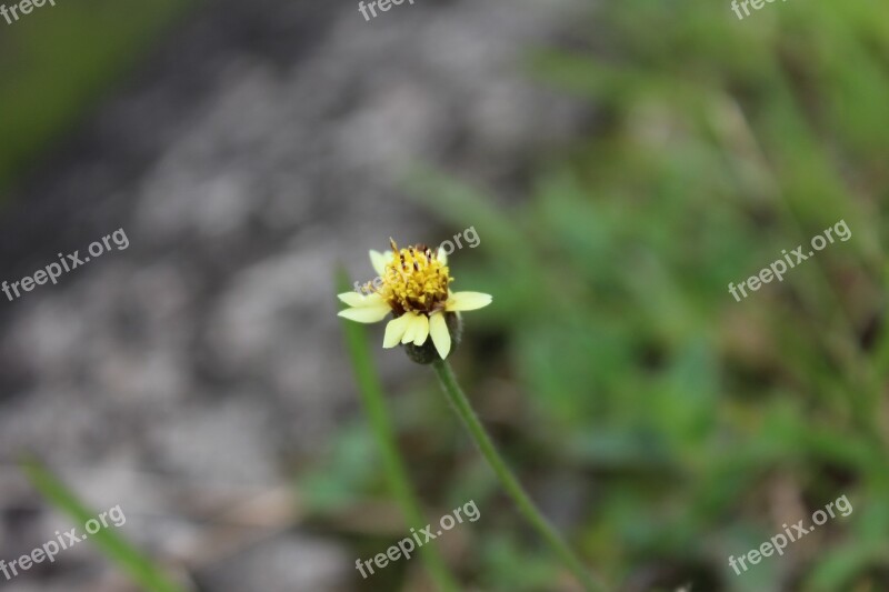 Flowers Nature Yellow Green Flower