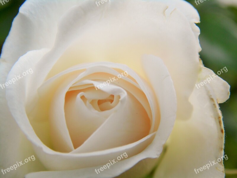 Rose Flower Blossom Bloom White