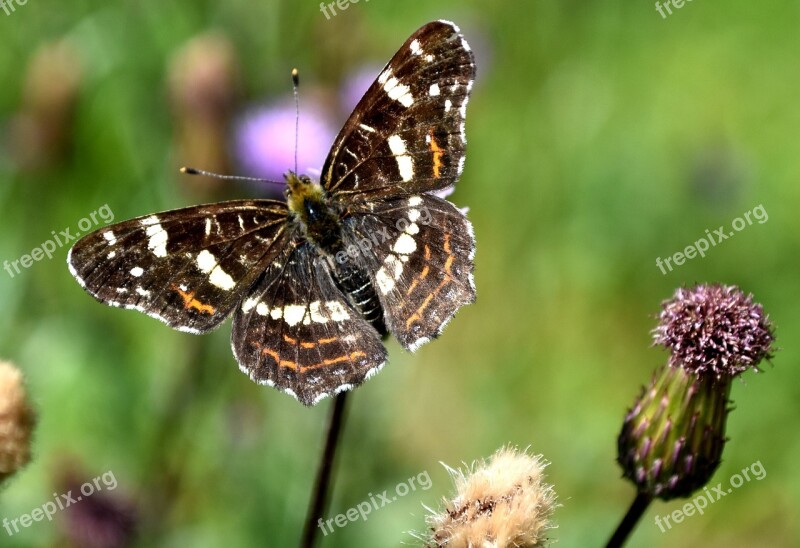 Butterfly Insect European Map Butterflies Free Photos