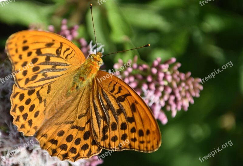 Butterfly Fritillary Butterflies Insect Free Photos