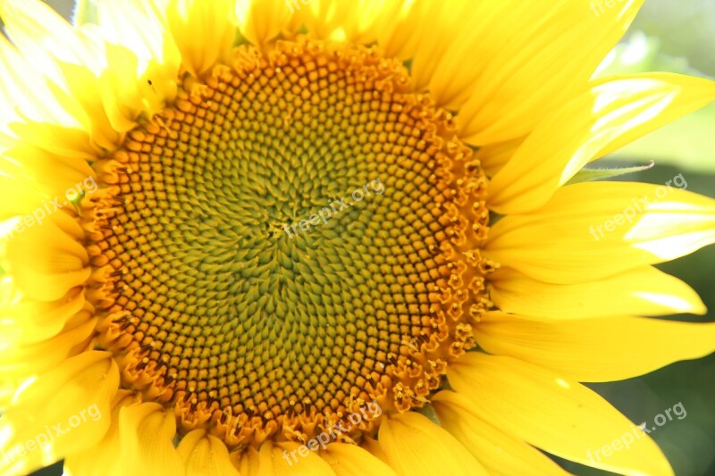 Sunflower Flower Sun Flower Sunflower Sunflowers Flowering Summer