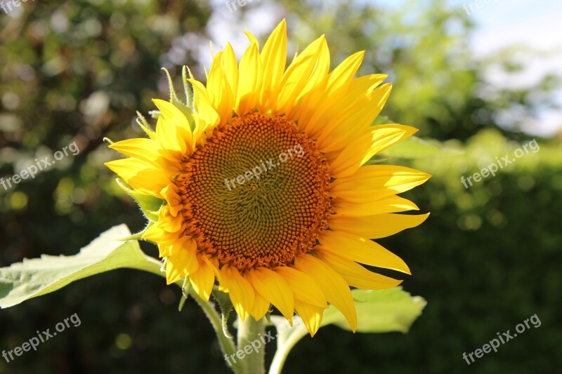 Sunflower Flower Sun Flower Sunflower Sunflowers Flowering Summer