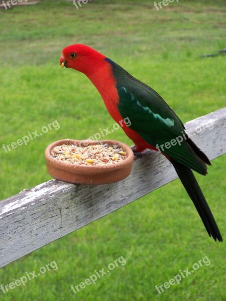 King Parrot Bird Wildlife Avian Perched