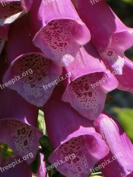 Thimble Digitalis Flowers Pink Free Photos