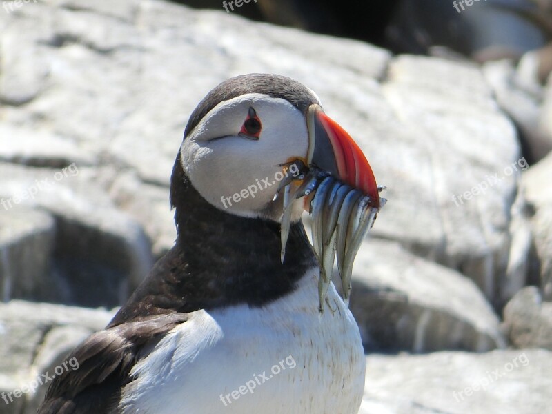 Puffin Farne Islands Sea Birds Animal World Free Photos