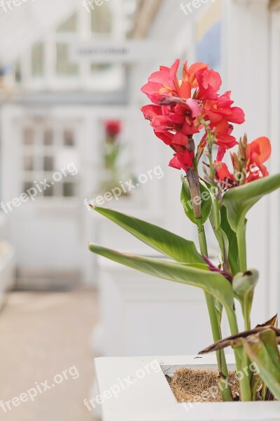 Natural Light Greenhouse Nature Summer Plant