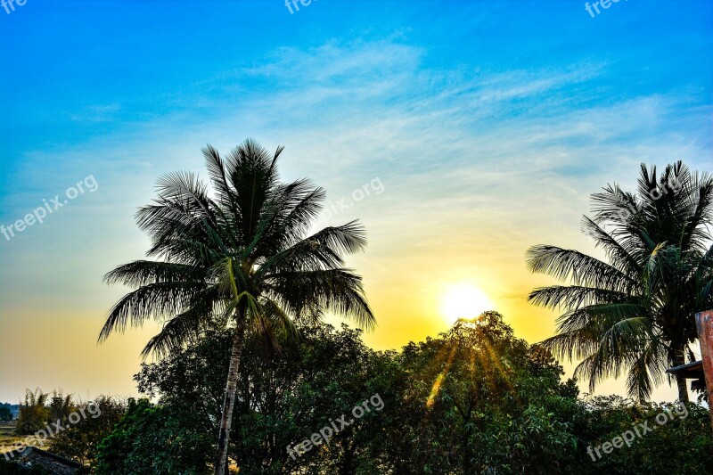 Nature Nature Images Trees Forest Sun Rise