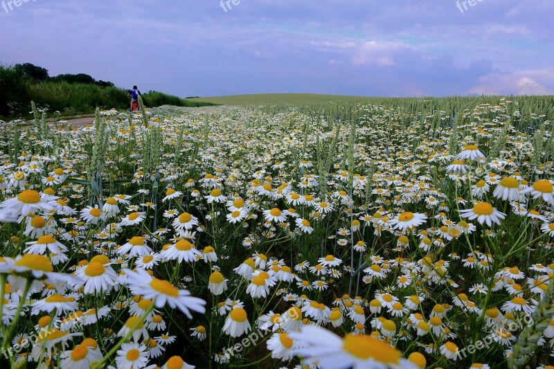 Camomile Landscape Flowers Summer Free Photos