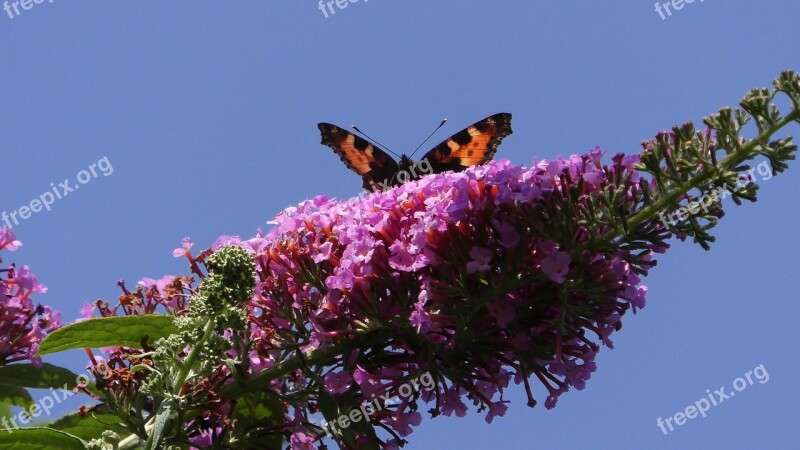 Butterfly Tree Butterflies Butterfly Insect Colorful