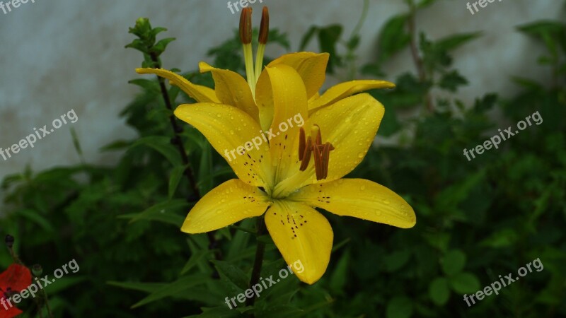 Flowers Yellow Nature Garden Petal