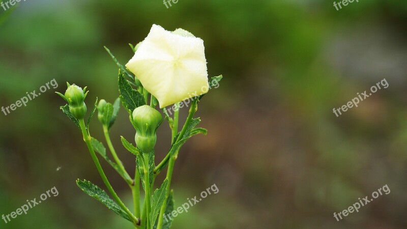 Bellflower White White Flowers Blossom Korea