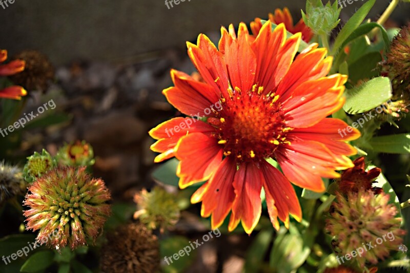 Garden Flower Perennial Garden Flower Nature