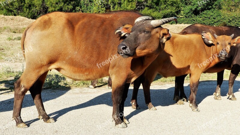 Buffalo Animals Horns Herbivores Wild