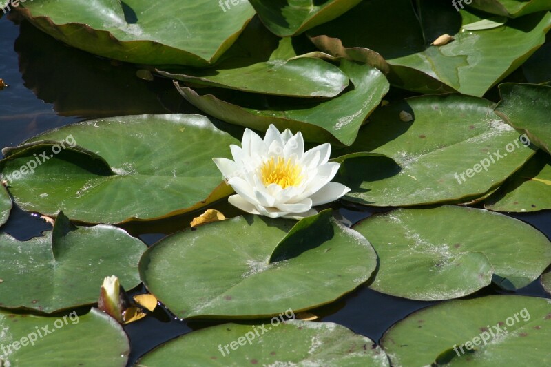 Waterlilies Flowers Pond Free Photos