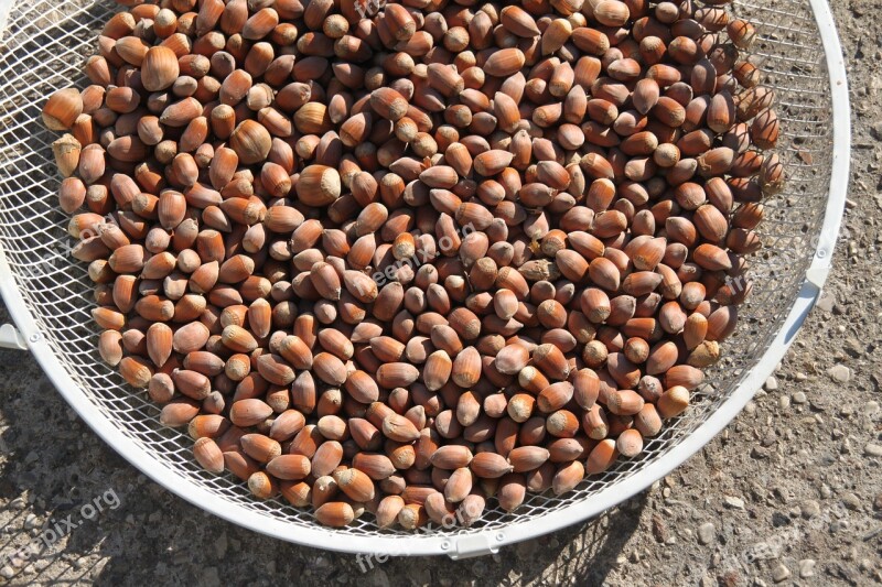 Hazelnuts Brown Hazel Food Tasty