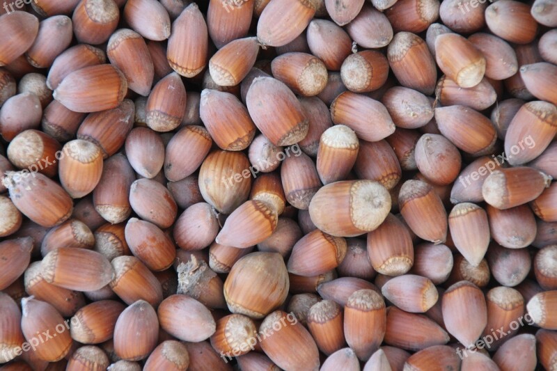 Hazelnuts Brown Hazel Food Tasty