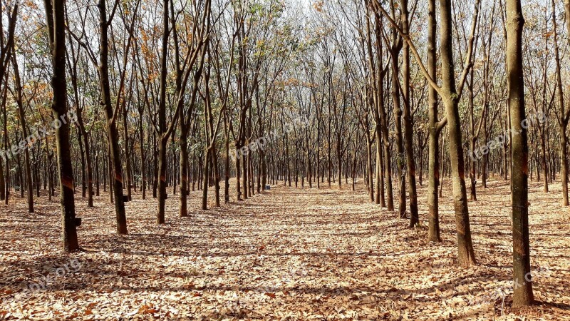 The Rubber Tree Rubber Trees Tree Rubber Nature