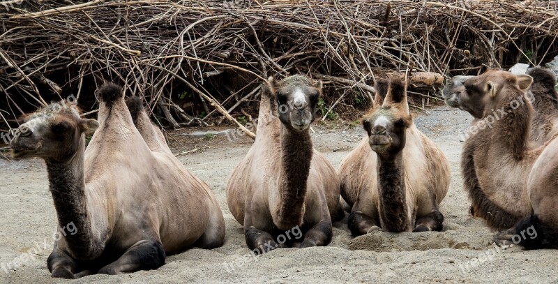 Camels Camel Animal Animal World Sand