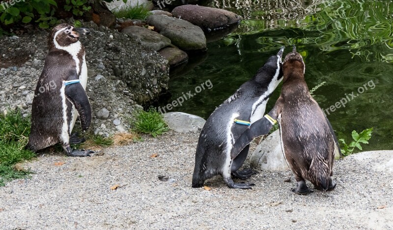 Humboldt Penguin Penguins Animal Animal World Bird