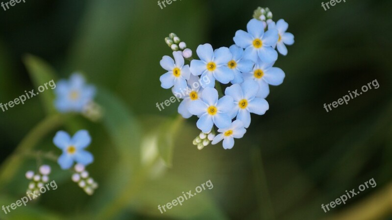 Blue Flowers Monhegan Island Maine Free Photos