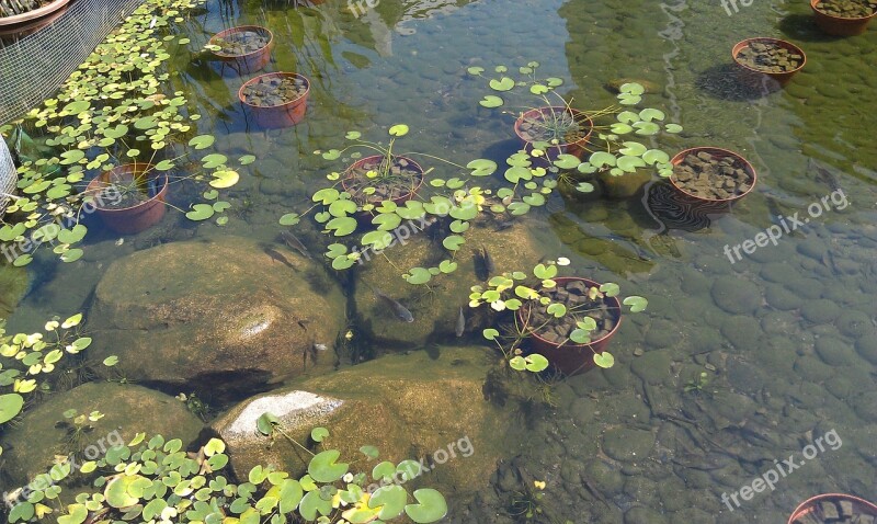 Pond Body Of Water Fish Plants Stones