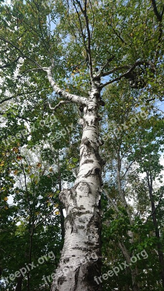 Birch White Birch Tree Trunk Nature