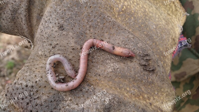 The Worm Earthworm Polychaetes Lumbricina Invertebrates