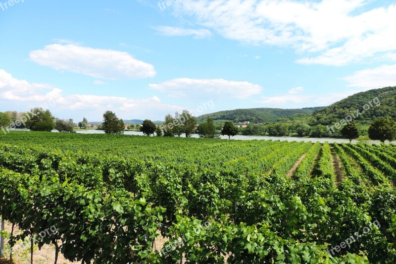 Austria Danube Wachau Winegrowing Vines