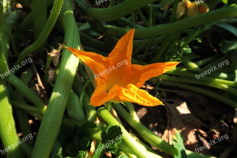 Garden Summer Nature Blossom Bloom