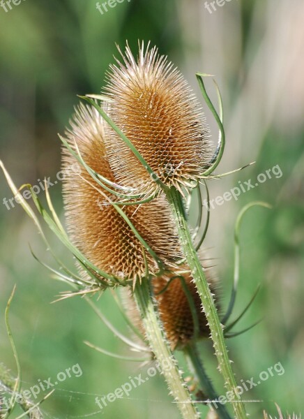 Teazle Dipsacus Teasel Teazel Seed