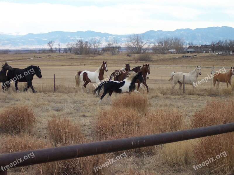 Horse Pinto Paint Animal Saddlebred