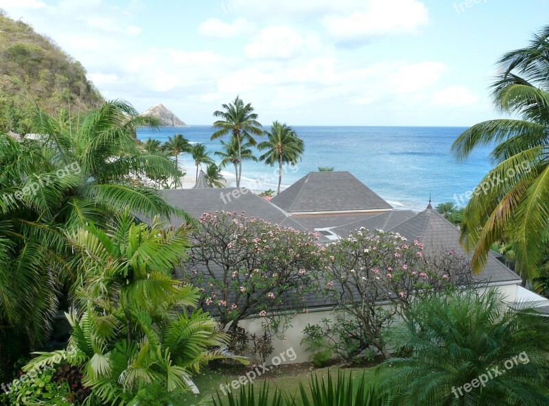 Sea Ocean Palm Palm Tree Vacation