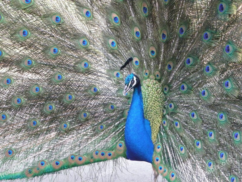 New Artistic Peacock Peacocks Cock