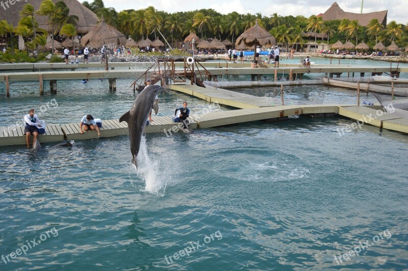 Dolphin Water Jump Xcaret Free Photos